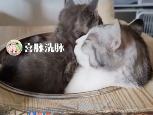 Thought it was a humble abode, but turned out to be a paradise! "Cats" "Cat café—petting cats" "Aren