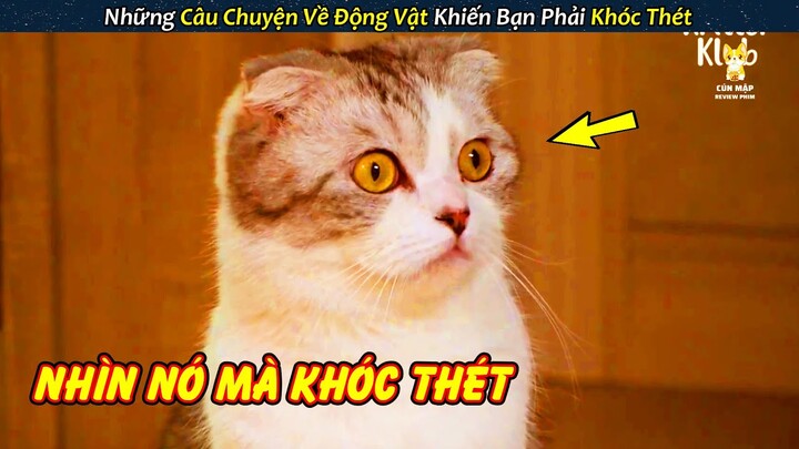 Biểu Cảm Kỳ Lạ Của Em Mèo Khiến Chủ Nhân Phải Khóc Thét | Giải Cứu Chú Chó Bị Chủ Bỏ Rơi