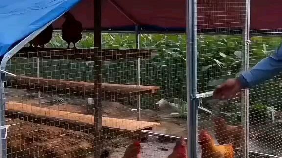 Portable chicken coops: inspiration for modern poultry farmers.