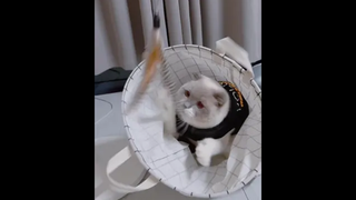 เล่นกับน้องแมวก่อนนอน จะช่วยให้หลับเร็วขึ้นนะ ทั้งเราและน้องแมวเลย เพราะเหนื่อย!!