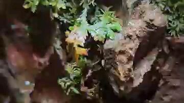 Maaf ijin gys.   ada yg tau judul lagunya gak??🙏🙏 komen dong kalo ada yg tau