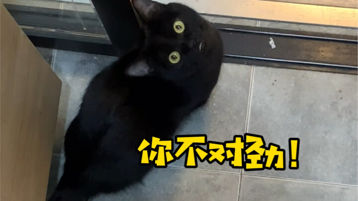 糟了！我家猫出现吸人上瘾的症状了