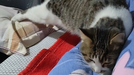 يحاول بحذر أن يصعد إلى السرير، فقد تعرض للتوبيخ إذا صعد سابقاً.