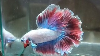 berbagai jenis cupang hm yg ada di koleksi saya