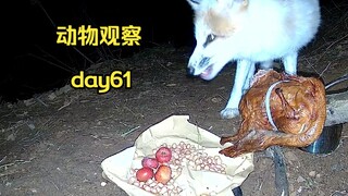 Day 61 | Put a roast duck on the mountain to satisfy the animals’ cravings!