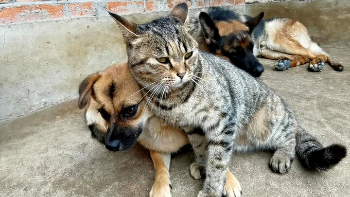 The kitten, starved for maternal love, has taken the dog as its mom and can’t get enough of cuddling