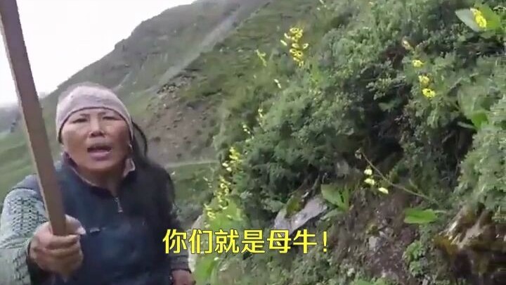 英国妇女因14块一杯红茶讨价还价被尼泊尔妇女追着骂