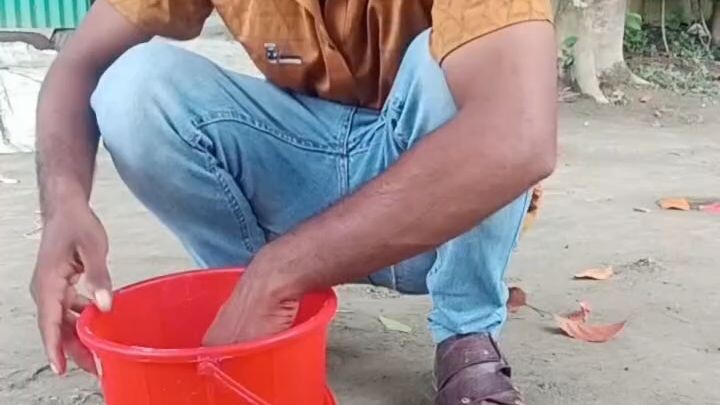 ফুল গাছ