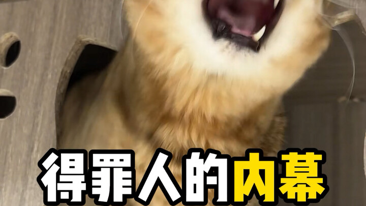 Con đường dài nhất tôi từng đi chính là những chiêu trò của các cửa hàng thú cưng!