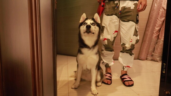 When the Husky and the Alpaca meet, who will win?