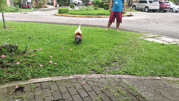 Spar muna ng mga materyales naten mga ka hackfight, White Kelso direct biboy X Butcher