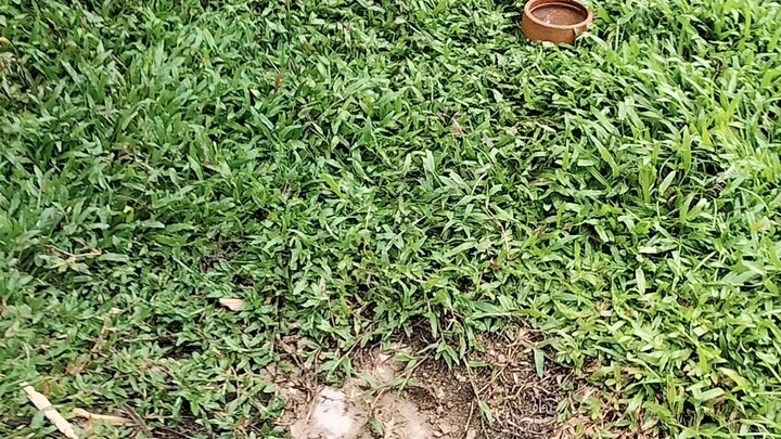 my GBS breeding family..