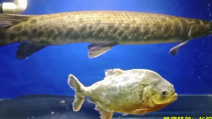 What Happens When Piranhas Duel the Bully of the Fish World?