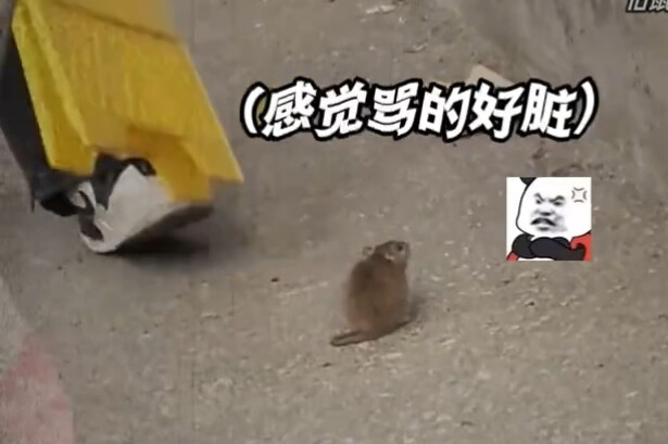 The first time I saw a mouse swearing