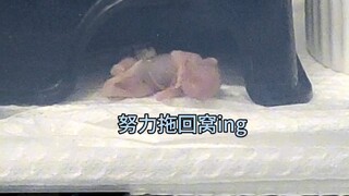 Người hướng nội nuôi rắn