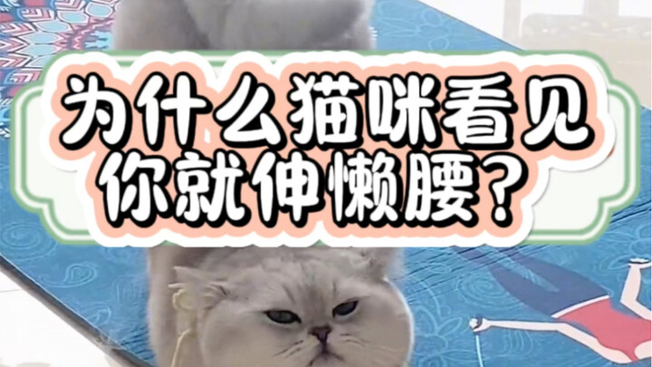 Why does your cat stretch whenever it sees you? #CatCareForBeginners