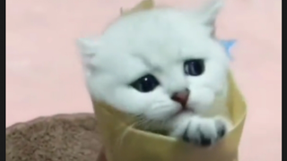 rip cat