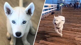 Fenix couldn't walk like other dogs. So he invented a new way to walk.