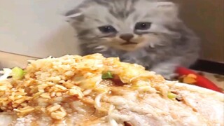 Con mèo muốn ăn một bát mì ramen