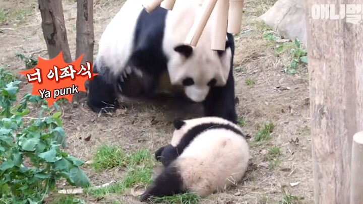 旅韩熊猫宝宝被妈妈扇耳光暴打，饲养员暖心送花安慰~