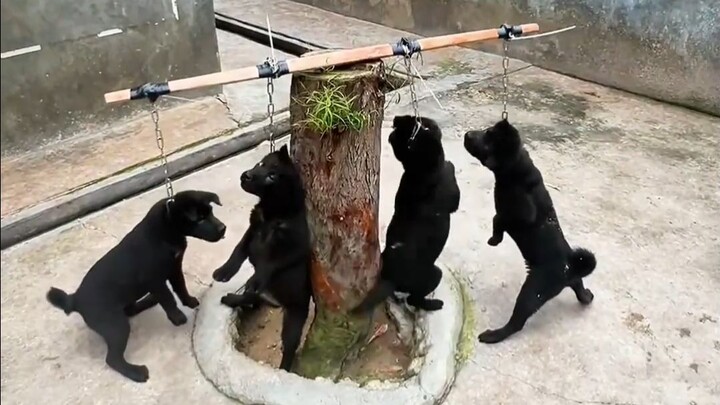 Haha, are these really the Four Great Evil Dogs?