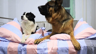 Netizens: This German Shepherd dog is sooooo straight