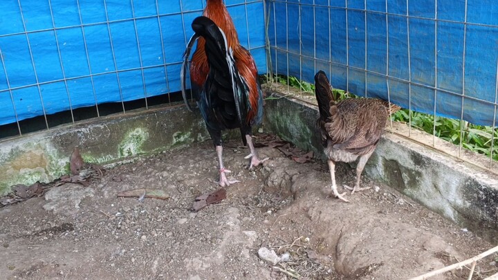 Joeblack x Goldenboy