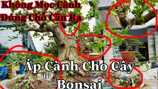 cách xử lý khi cành mọc không trúng vị trí mong muốn | áp cành cho cây bonsai đơn giản dể làm