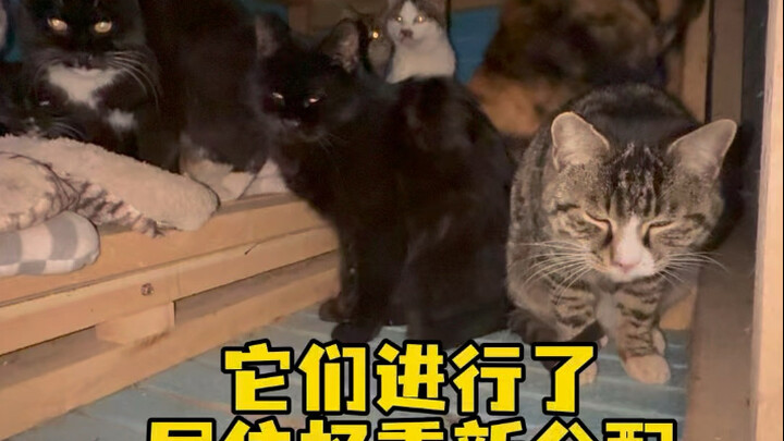 ทั้งเผ่าแมวได้จัดสรรสิทธิในการอยู่อาศัยใหม่ ทำให้เกิดสถานการณ์ที่ตัวอ่อนแอถูกกีดกันอีกครั้ง