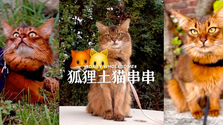 Such a beautiful fox-and-domestic-cat mix!