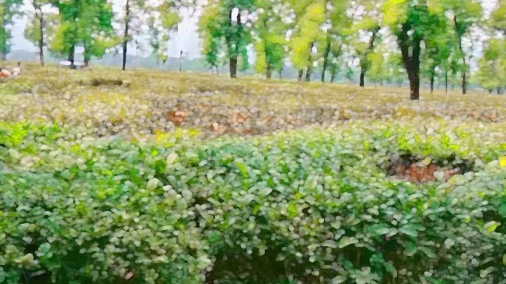 জাফলং চা বাগান 👌👌
