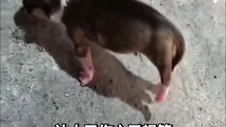 小狗：“这辈子直了”