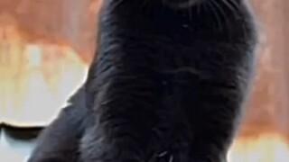 kucing suhu plus cute masya Allah