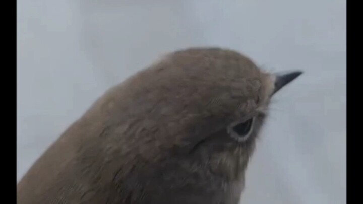 Burung pipit jenis apa ini? Kenapa malah tidak lari?
