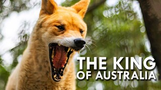 A Unique Insights into Australia_s Top Land Predator - The Dingo _ Full Documentary(1080P_HD)