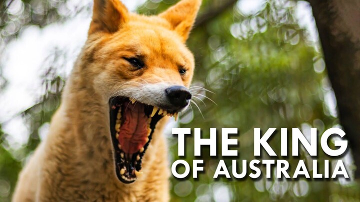 A Unique Insights into Australia_s Top Land Predator - The Dingo _ Full Documentary(1080P_HD)