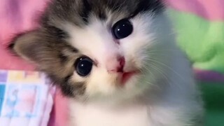 cute cat