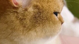 Đào ra một lúm đồng tiền