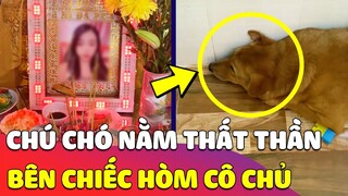 Chú chó 'MẶT THẤT THẦN' nằm buồn cạnh 'CHIẾC HÒM CÔ CHỦ' làm ai cũng nghẹn ngào nước mắt 😥 Gâu Đần