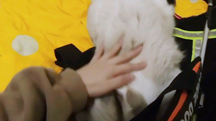 【Nozuko】Kucing penuntun, ya? Perhatikan detik terakhirnya, miaw~