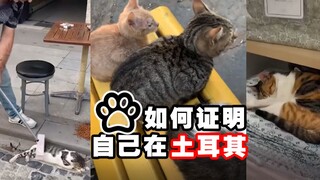 如何不通过描述，证明自己在土耳其？有猫猫就可以了