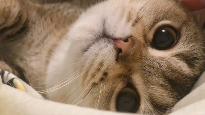 First-person purring of an extremely clingy kitten—real men, last 3 minutes!