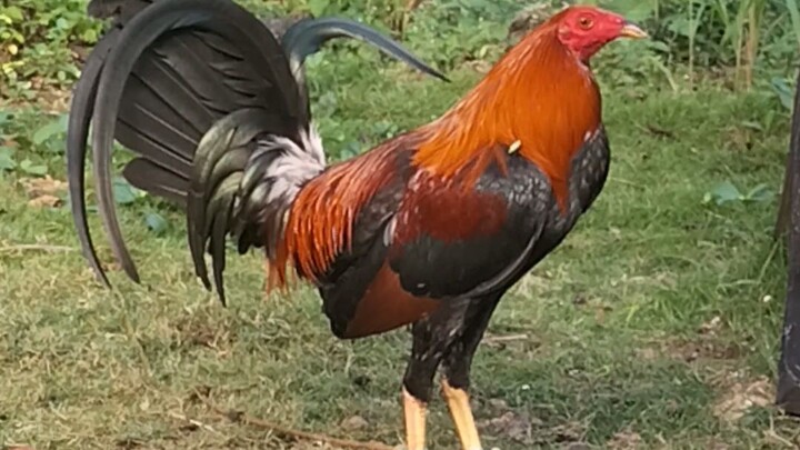 gilmore x golden boy