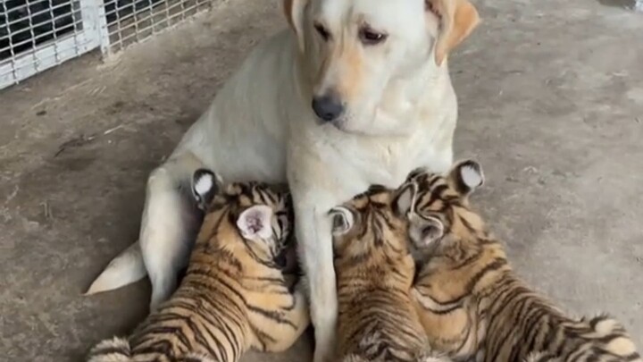 Why do tigers like to ambush?
