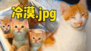 Mèo cam to lớn sinh con ở trên cao. Tiểu Mạnh: Không sao đâu! Con không thể ngã được!