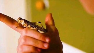 疯狂繁殖，蝗虫的恐怖力量和凶残即将来临"快嘴唠唠片 "血色蝗灾 "