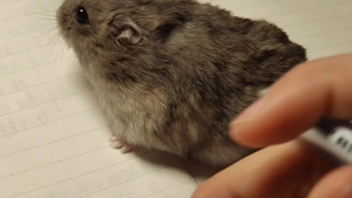 The Hidden Mouse that Lu Xun always dreamed of