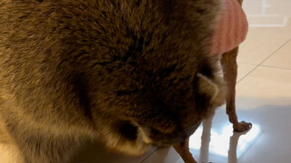 Rakun sangat suka memeluk orang lain