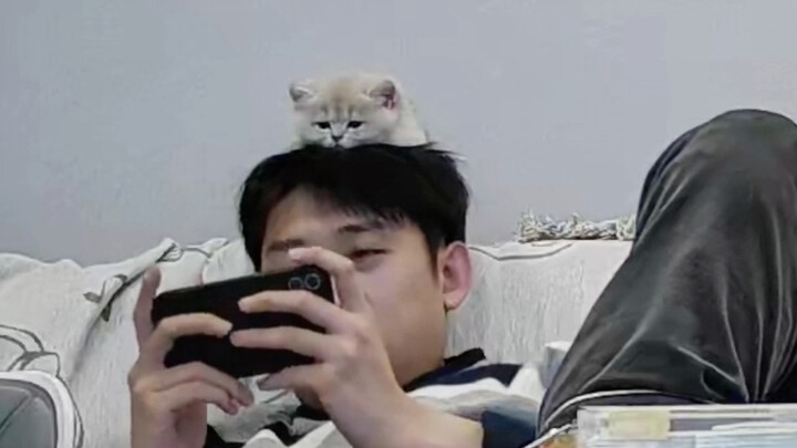 “Chú mèo tuyệt thế”