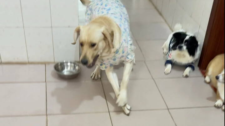 Mông suýt nữa bị cắn nát